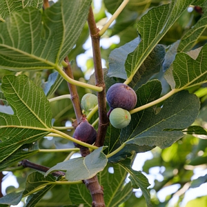 Fig Brown Turkey